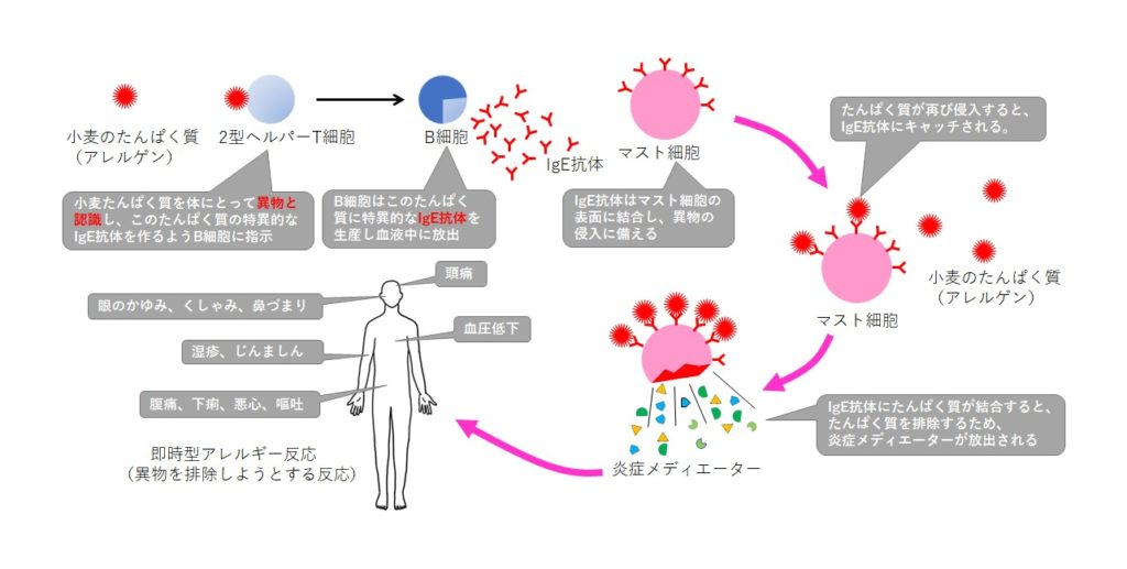 アレルギーの仕組み