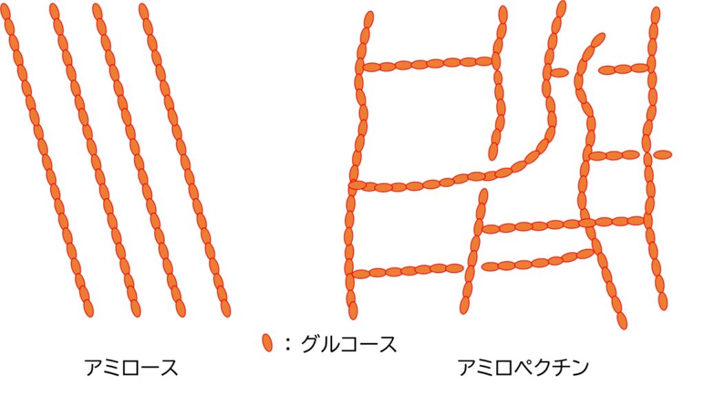 アミロースとアミロペクチンの構造