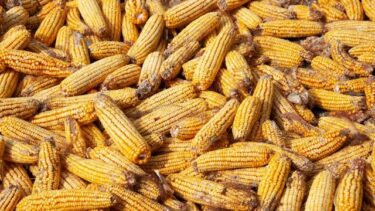 コーンスターチ、片栗粉、タピオカ：食用でんぷんの特性と用途